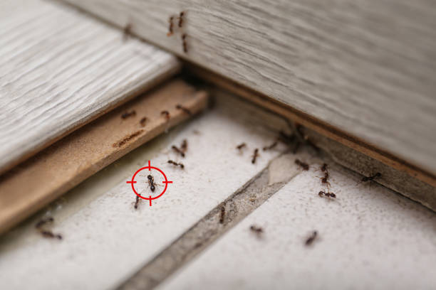 Best Wasp Removal Services  in Bellevue, ID