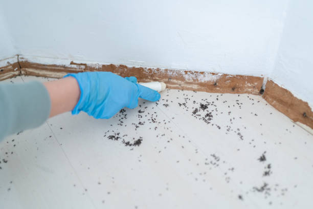 Best Commercial Pest Control Services  in Bellevue, ID